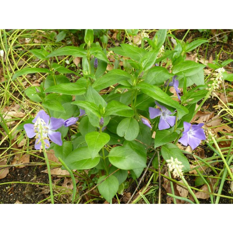 Vinca major