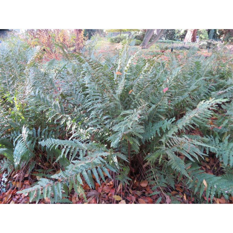 Dryopteris filix-mas 