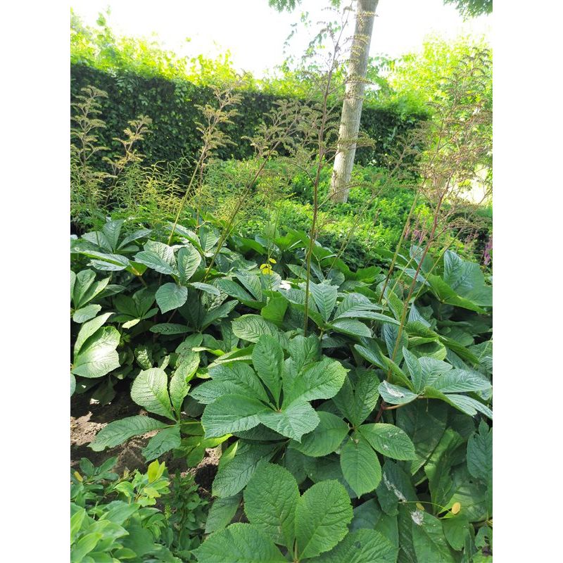 Rodgersia sambucifolia 