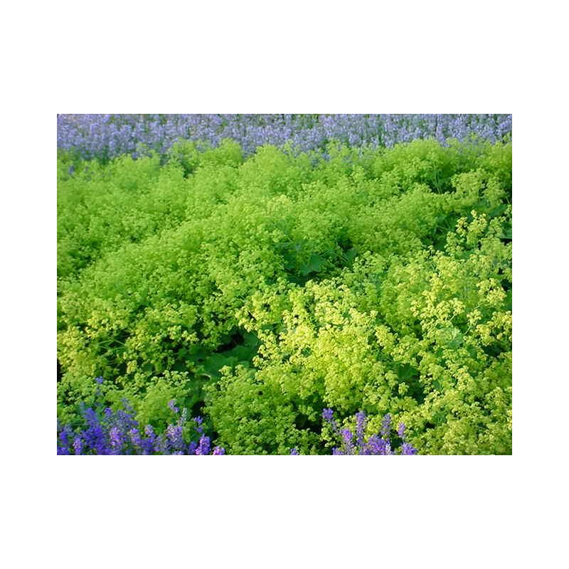 Alchemilla mollis 