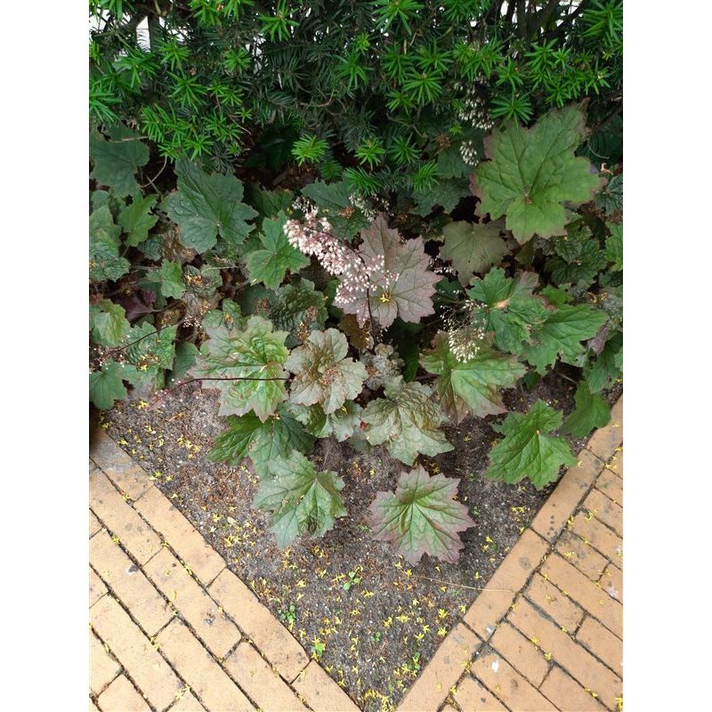 Heuchera Rachel 