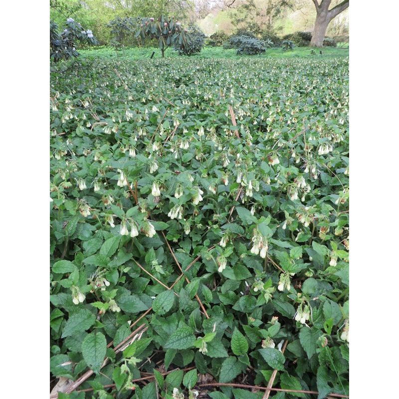 Symphytum grandiflorum
