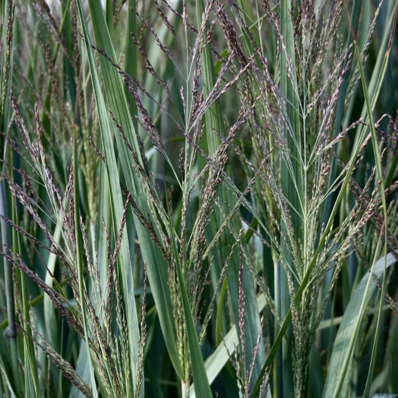 Panicum Dallas Blues 