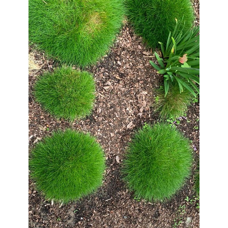 Festuca gautieri