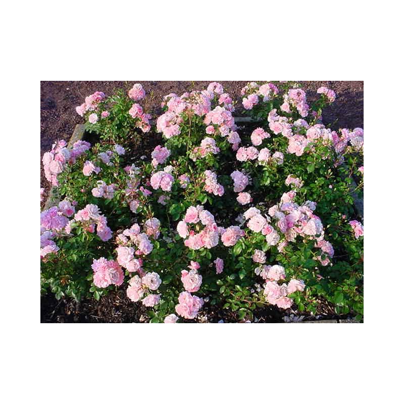 Rosa Bonica 82