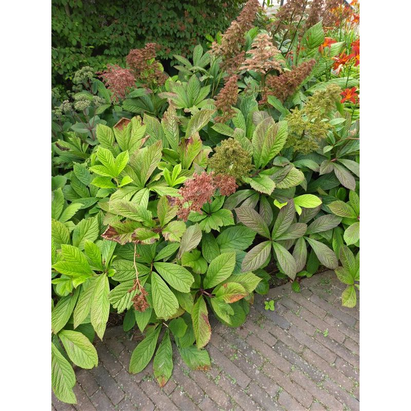 Rodgersia aesculifolia 