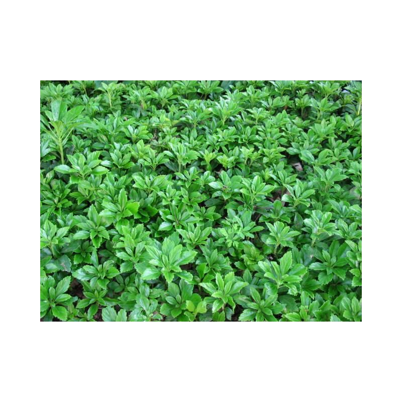Pachysandra Green Carpet
