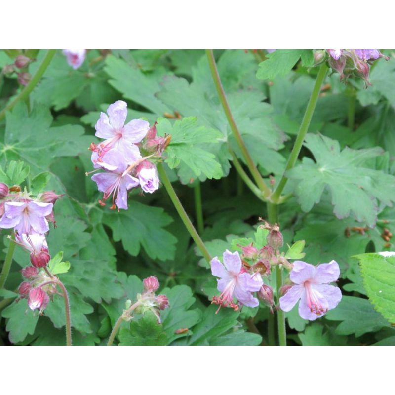 Geranium Spessart