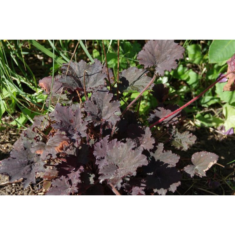 Heuchera Binoche 