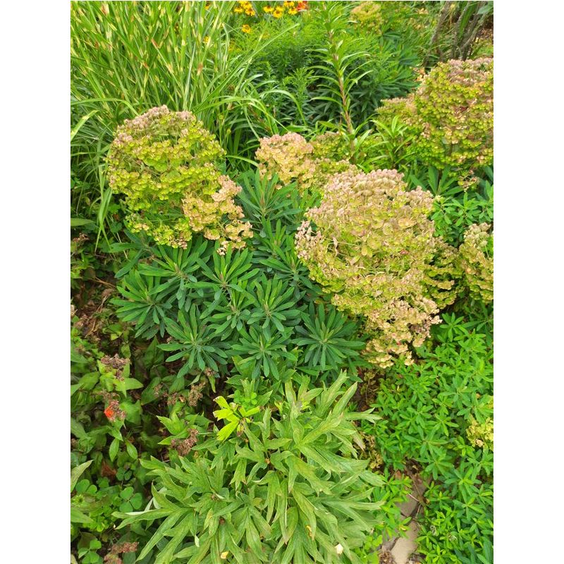 Euphorbia martinii 