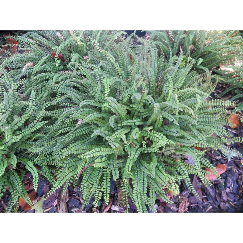 Asplenium trichomanes - biologisch