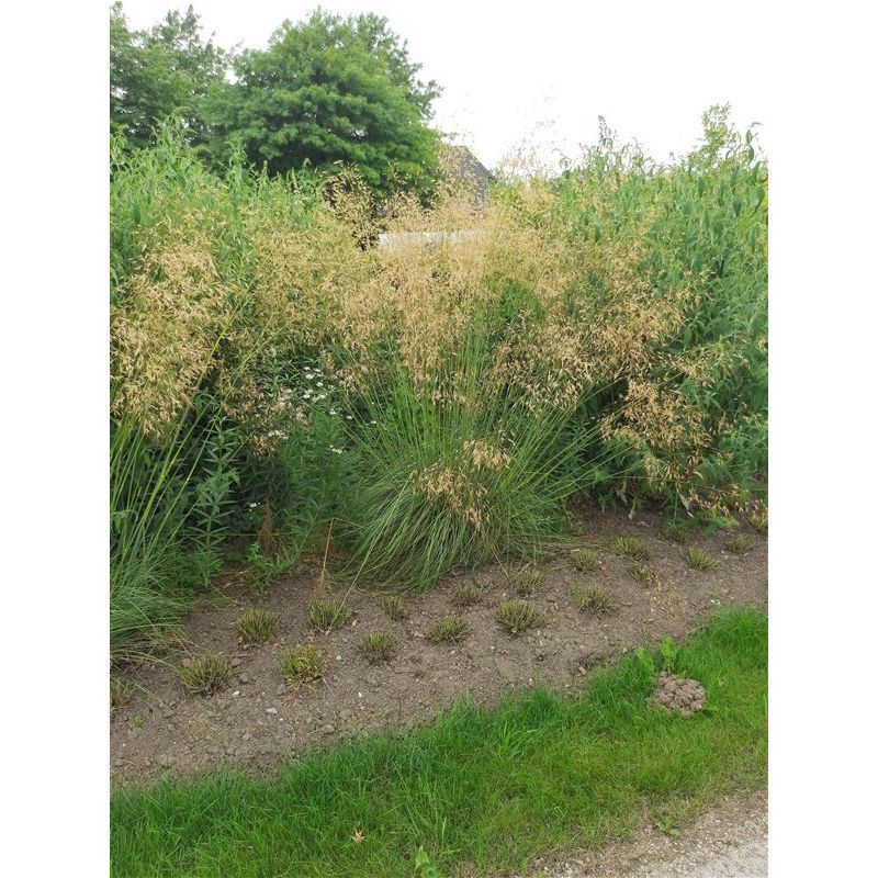 Stipa gigantea 