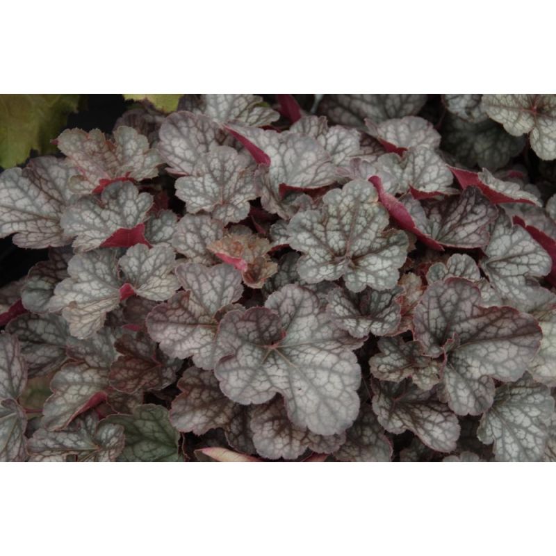 Heuchera Regina 