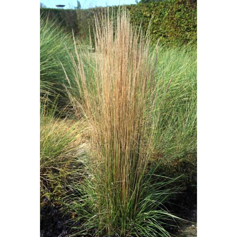 Calamagrostis Overdam - biologisch