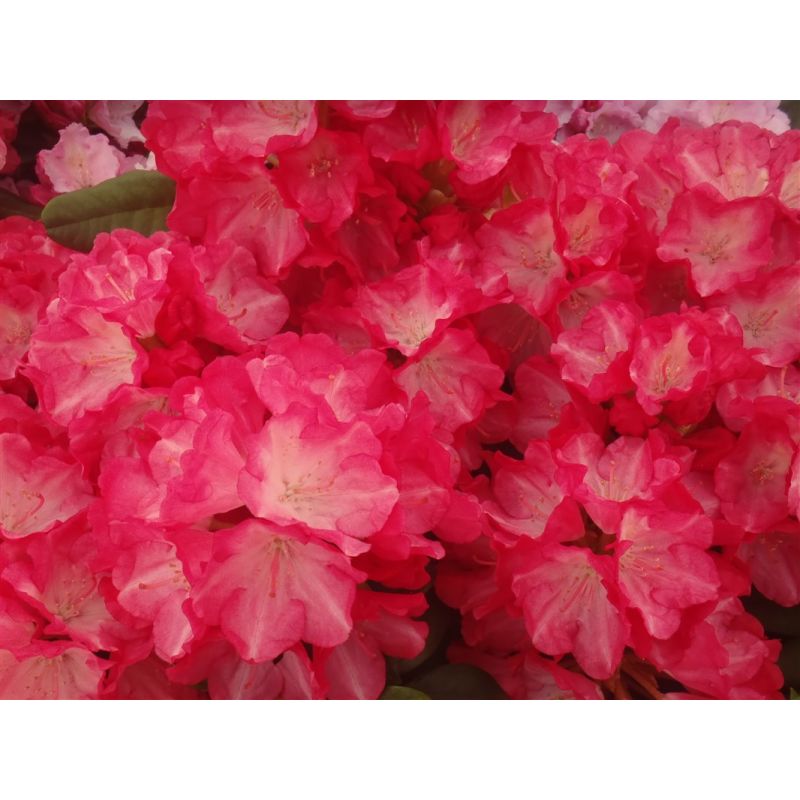 Rhododendron Kalinka