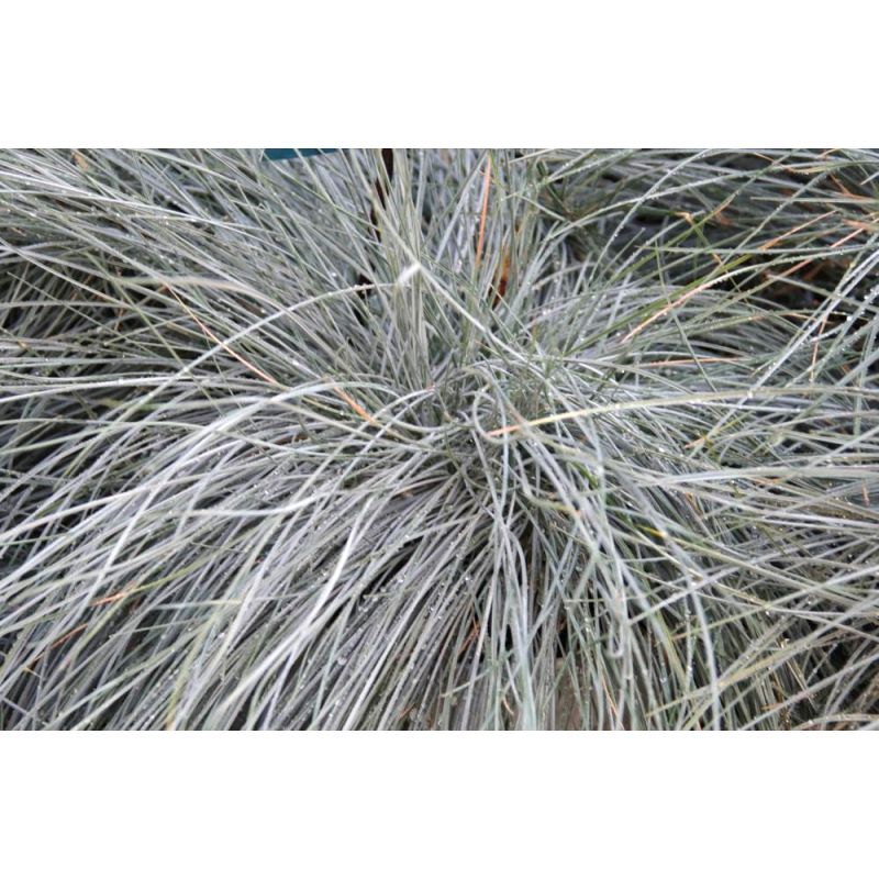 Festuca Intense Blue 