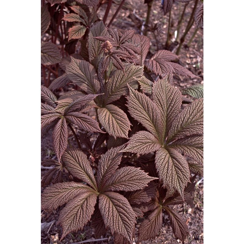 Rodgersia Chocolate Wings 