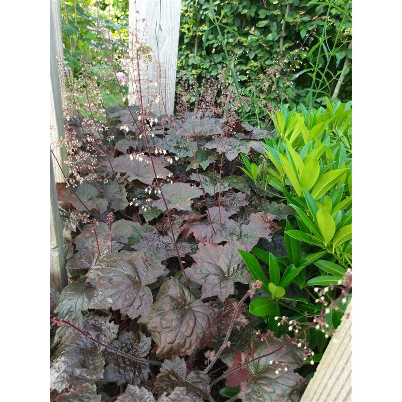 Heuchera Blackout 