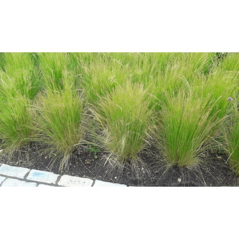 Stipa Ponytails 