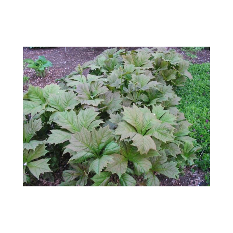 Rodgersia Braunlaub