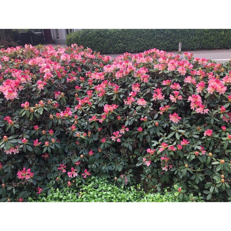 Rhododendron Percy Wiseman
