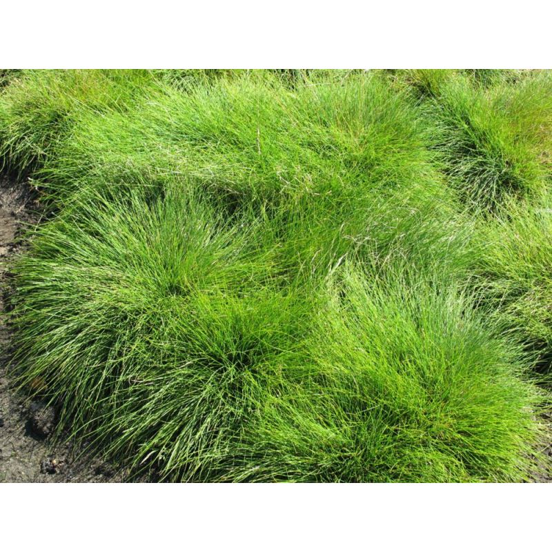 Festuca ovina 