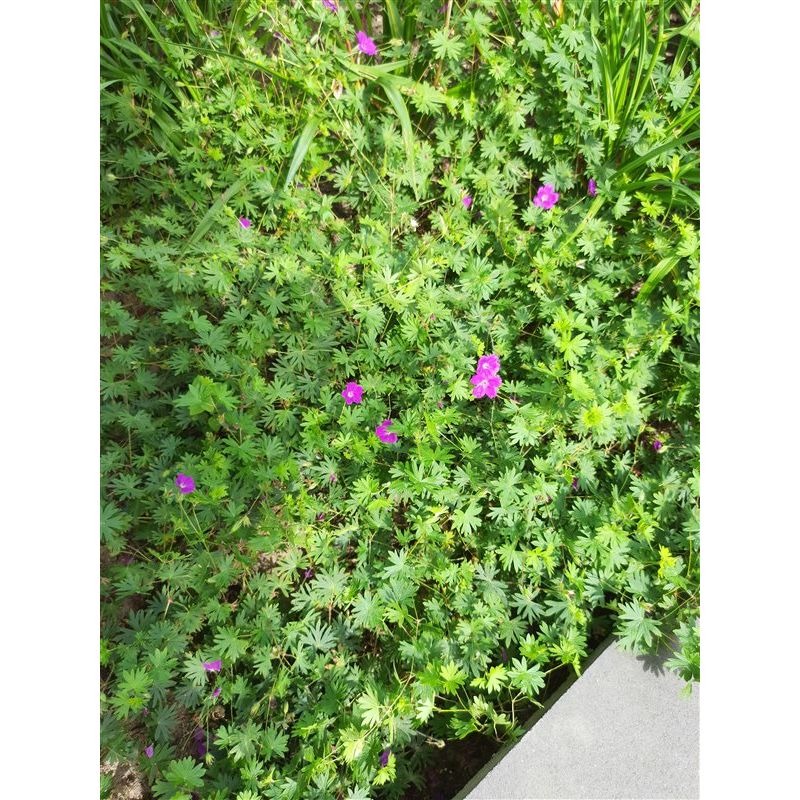 Geranium sanguineum 