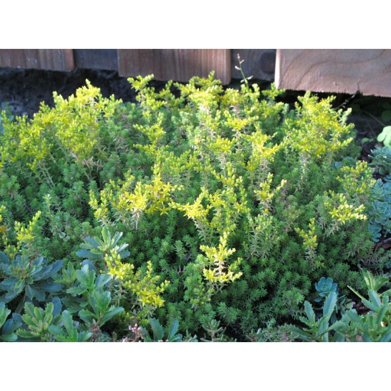 Sedum sexangulare 