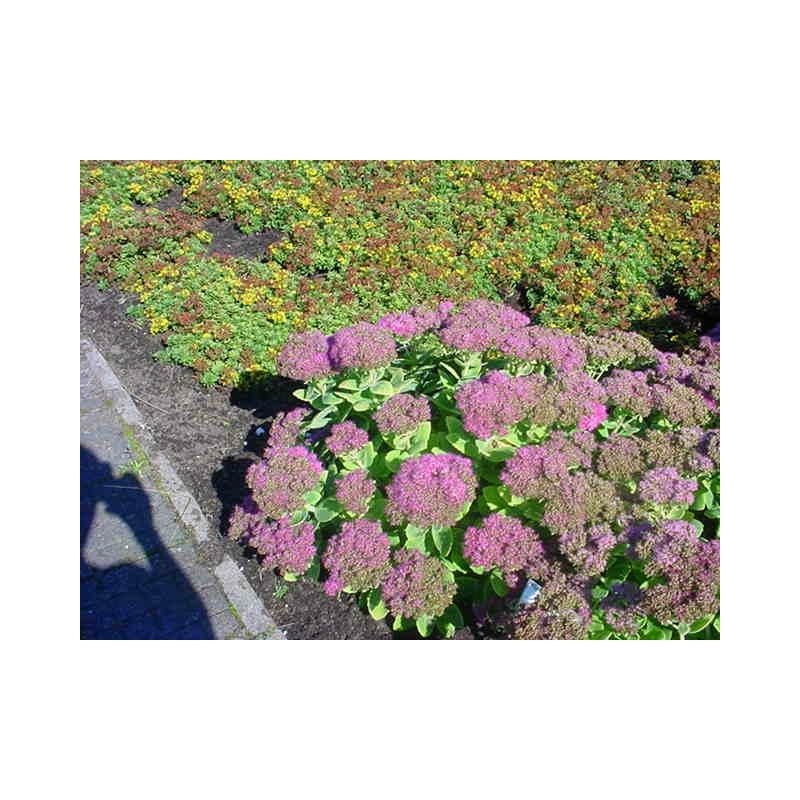 Sedum Brillant 