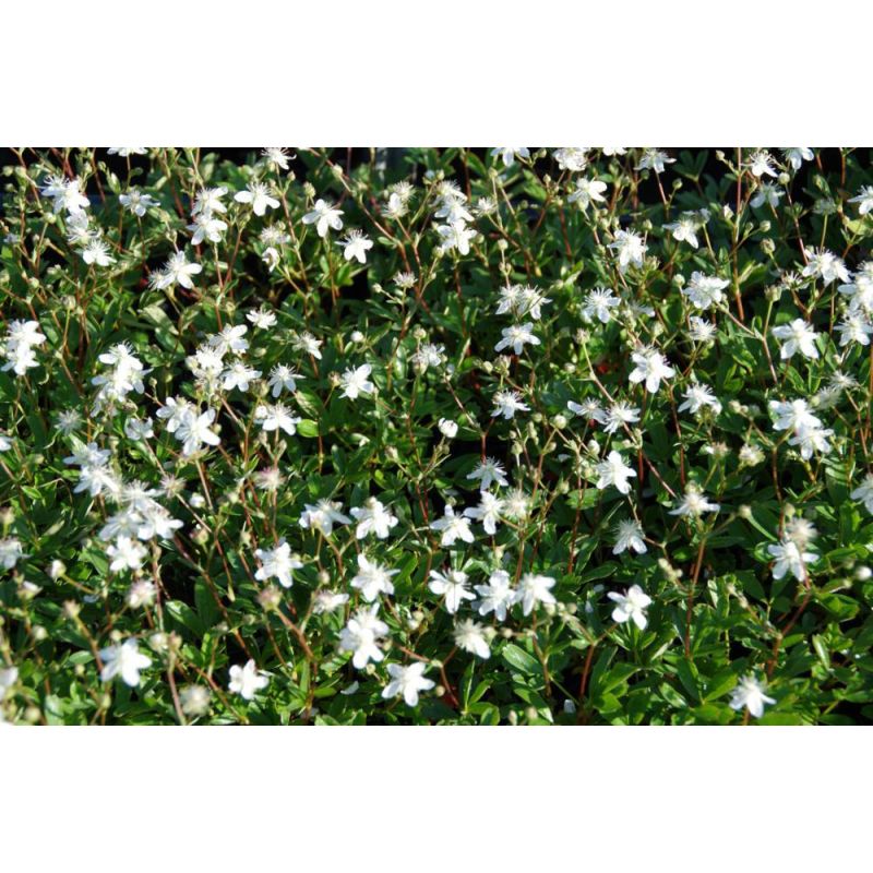 Potentilla Nuuk