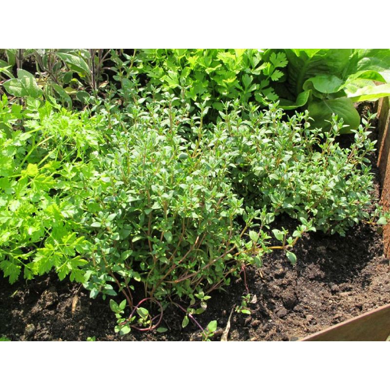 Thymus vulgaris