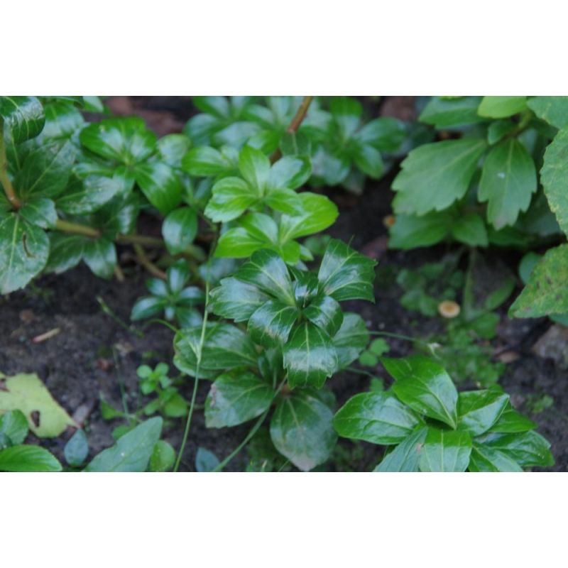Pachysandra Green Sheen 