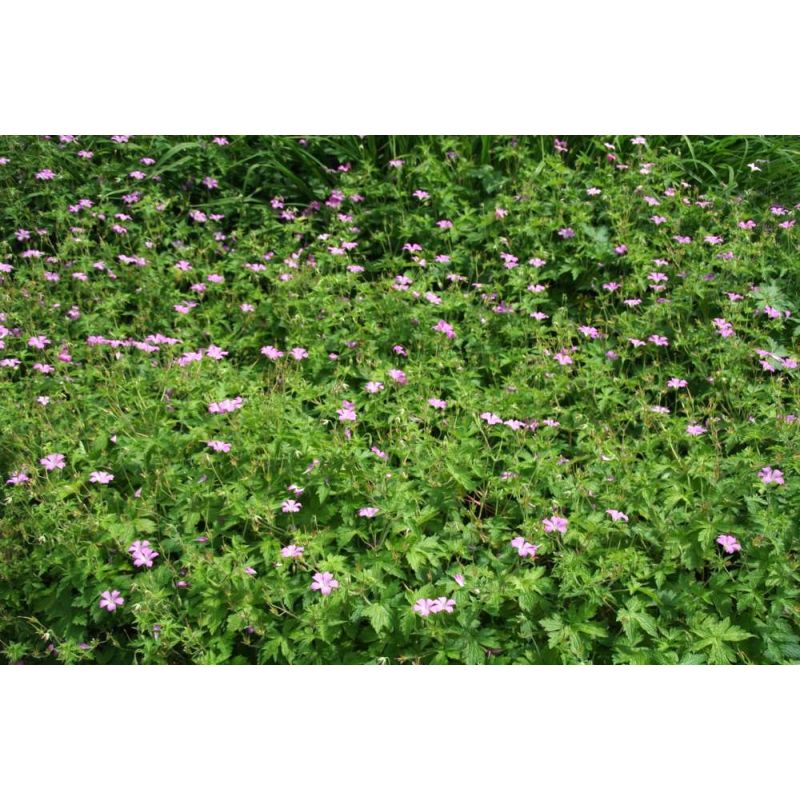 Geranium Claridge Druce