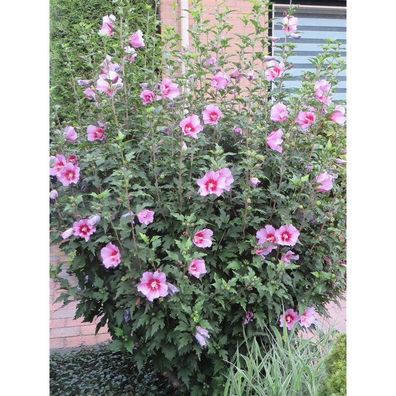 Hibiscus Woodbridge