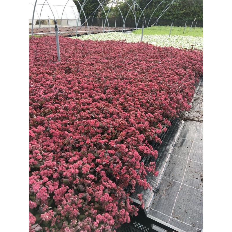 Sedum Purple Emperor 