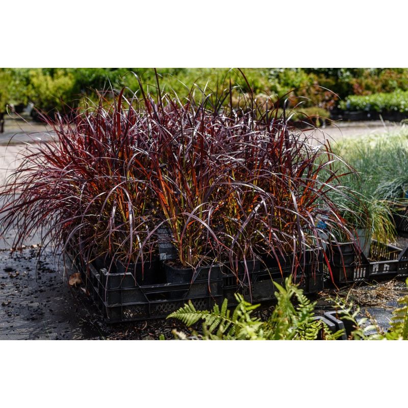 Pennisetum Rubrum 