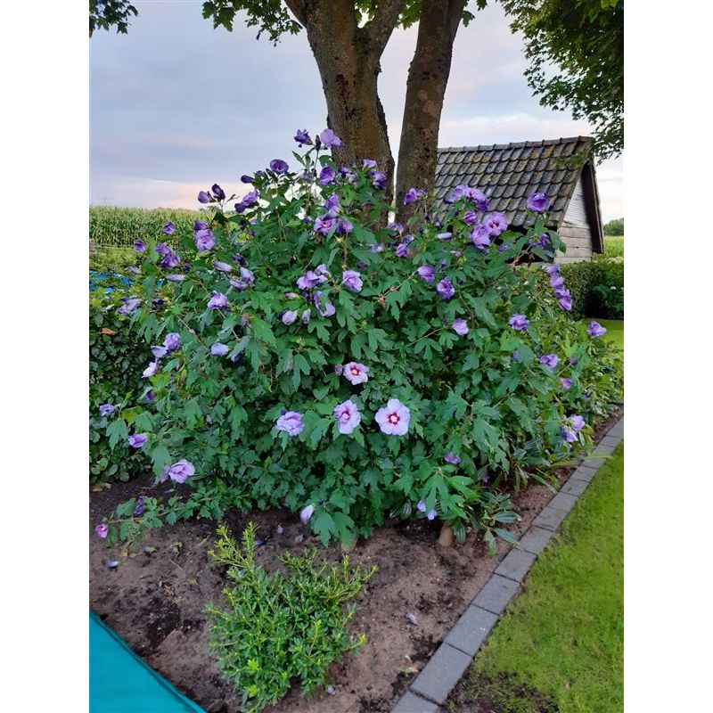 Hibiscus Oiseau Blue