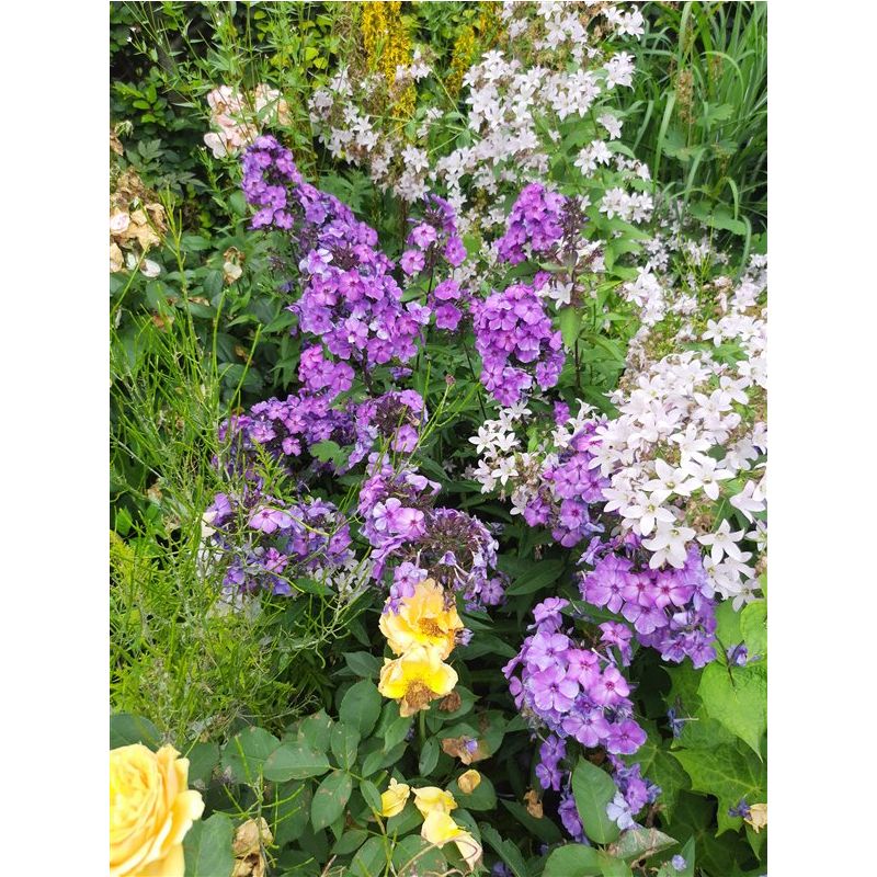 Phlox Blue Paradise