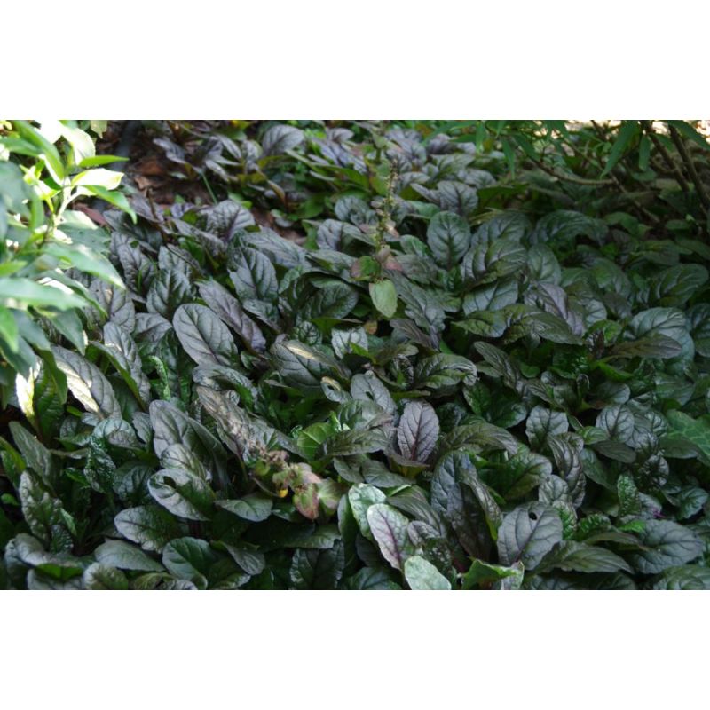 Ajuga Braunherz 