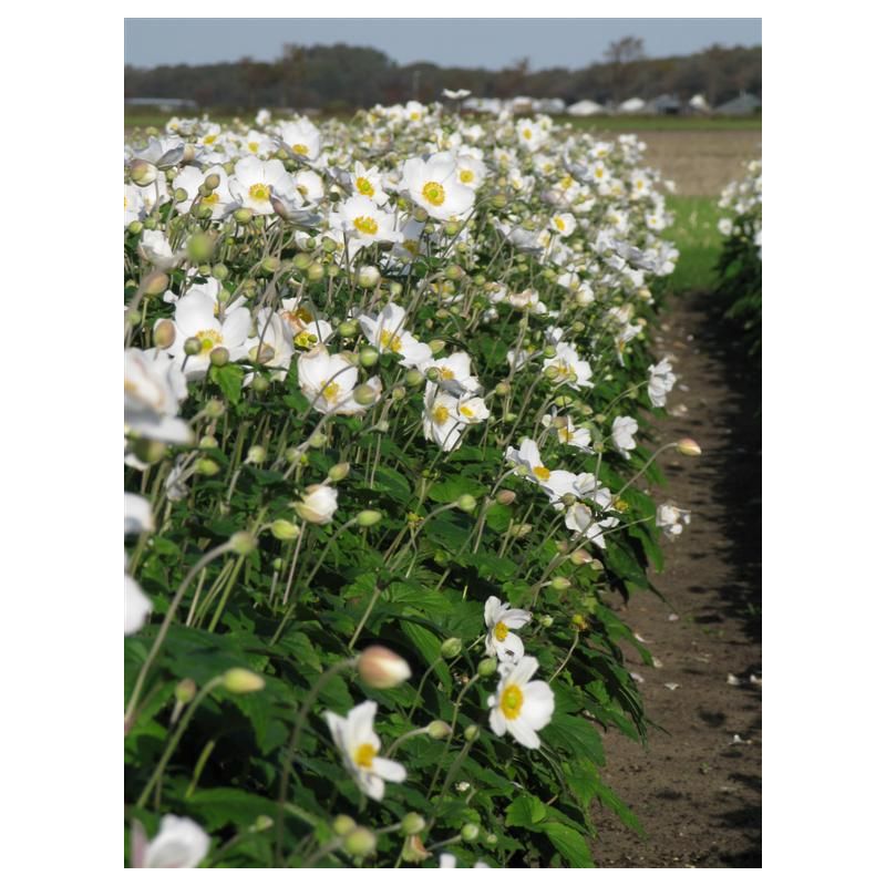 Anemone Honorine Jobert 