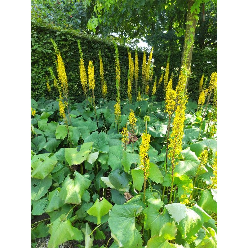 Ligularia The Rocket
