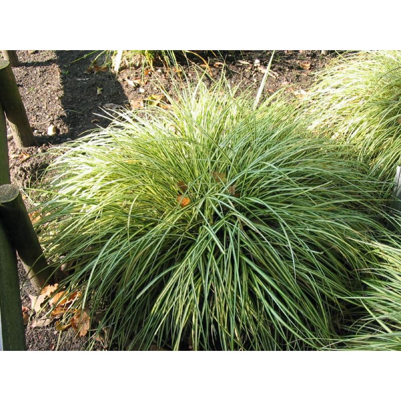 Carex Evergold