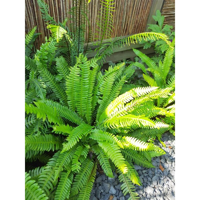 Blechnum spicant 
