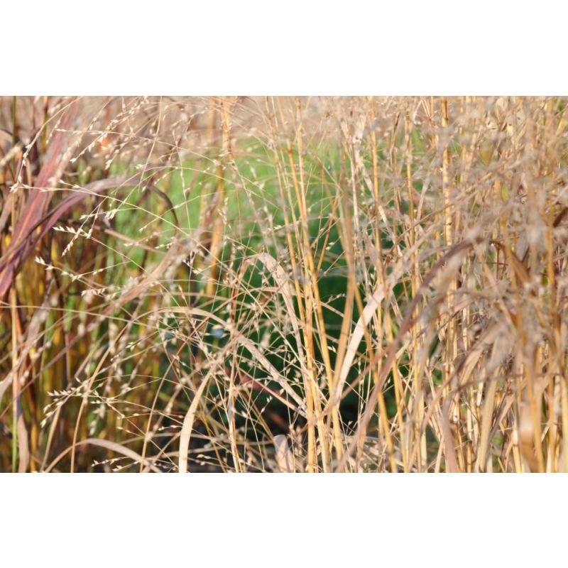 Panicum Rehbraun