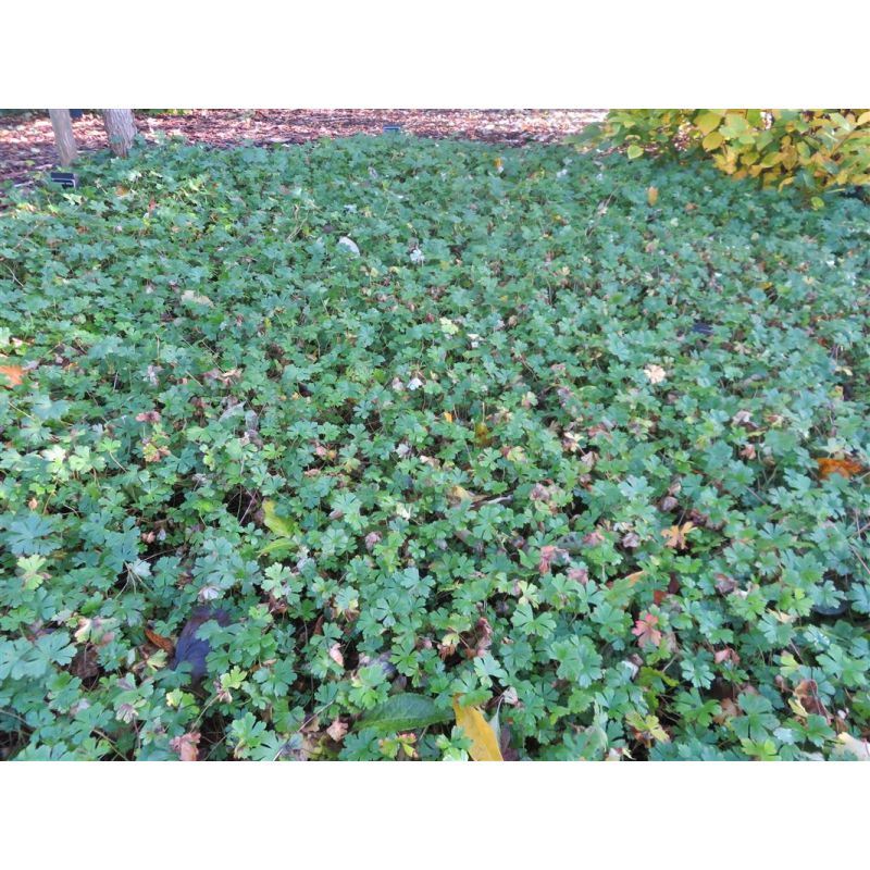 Geranium Czakor 