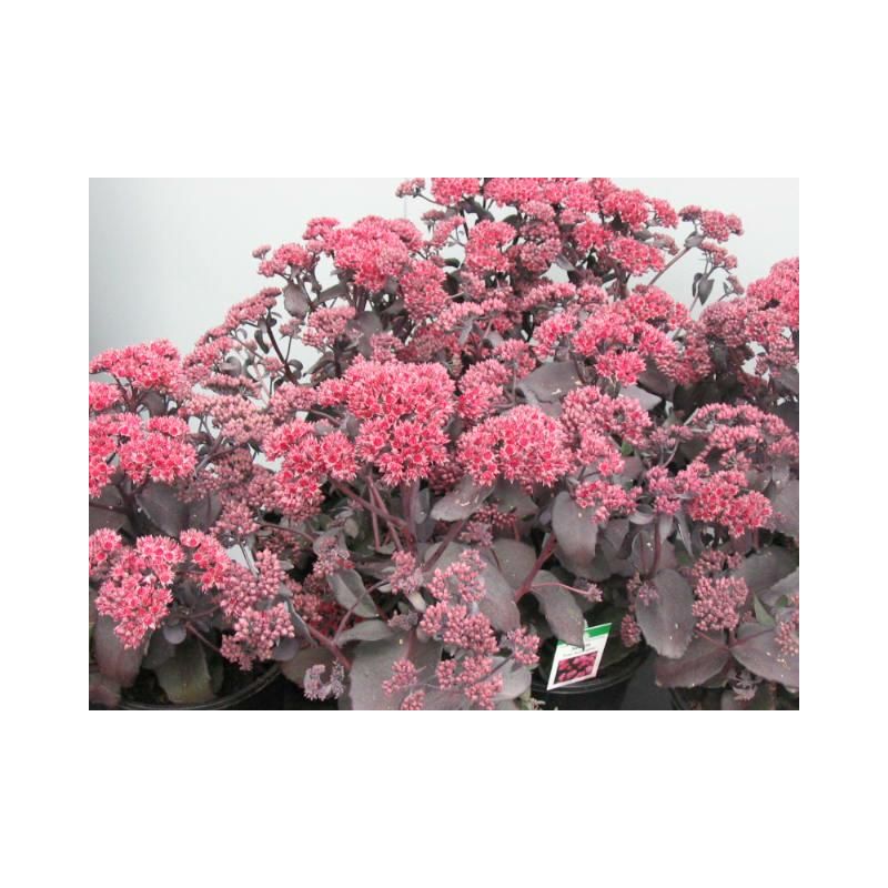 Sedum Jose Aubergine 
