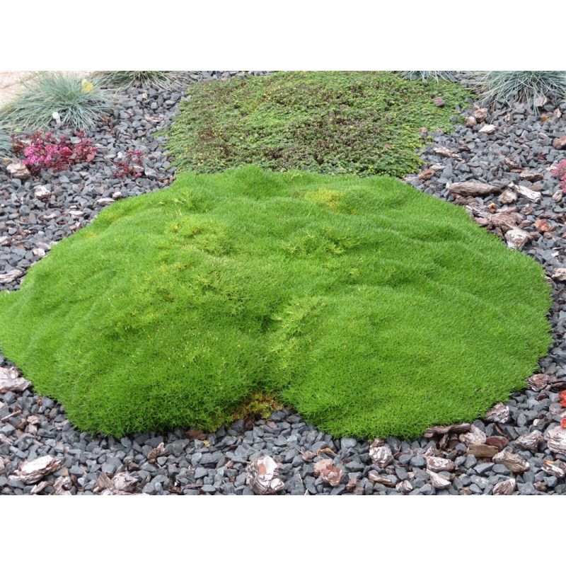 Sagina subulata 