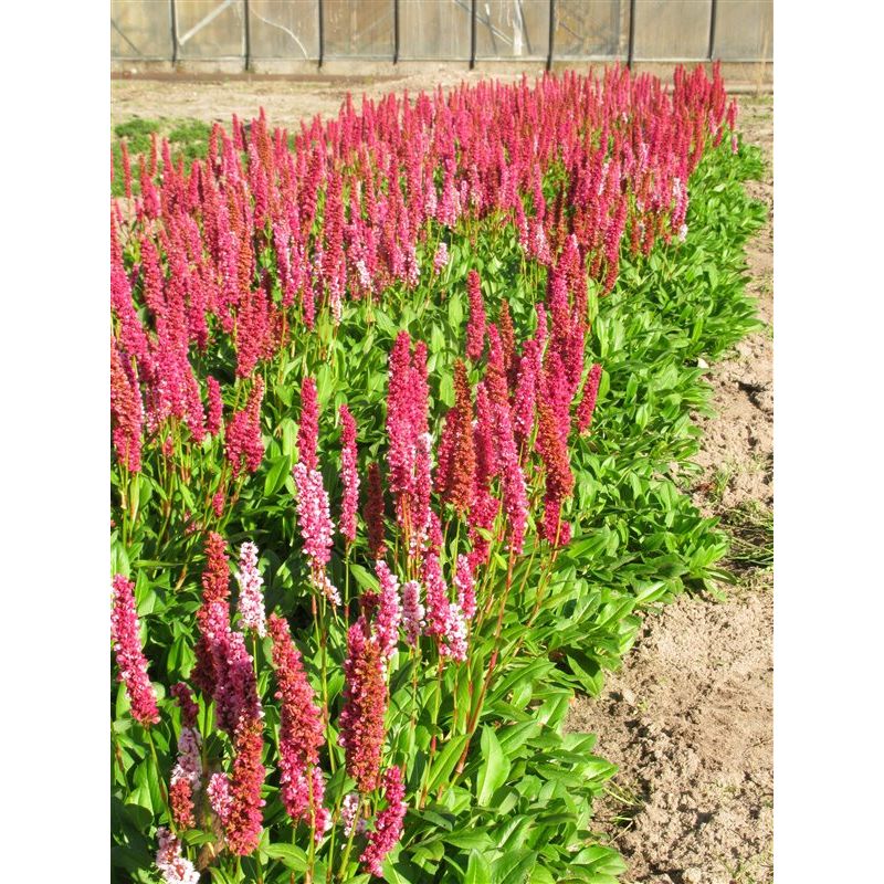 Persicaria affinis Superba 