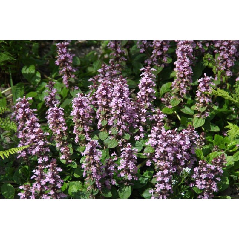 Ajuga Rosea 