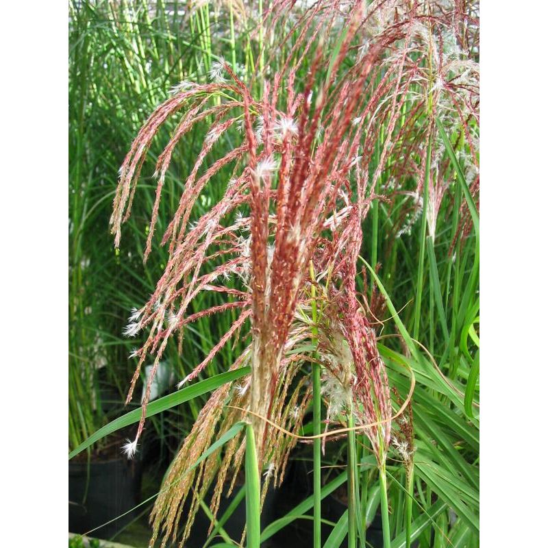 Miscanthus Flamingo 